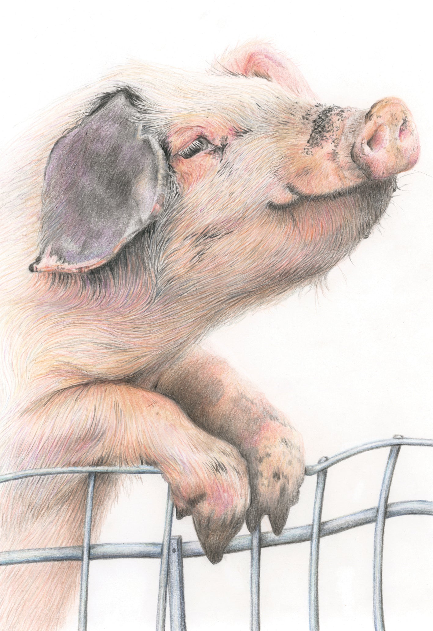 'Parsley" (Pig) Original Drawing