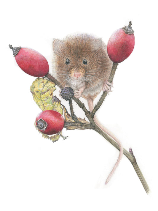 'Peckish' (Harvest Mouse) Original Drawing