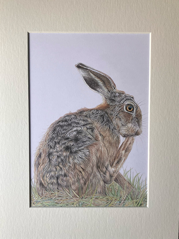 (Wildlife) Original 'Preening' Hare Drawing