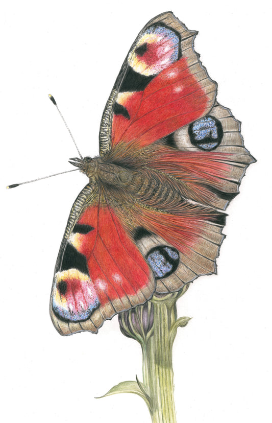 'Pretty Peacock' (Peacock Butterfly) Original Drawing