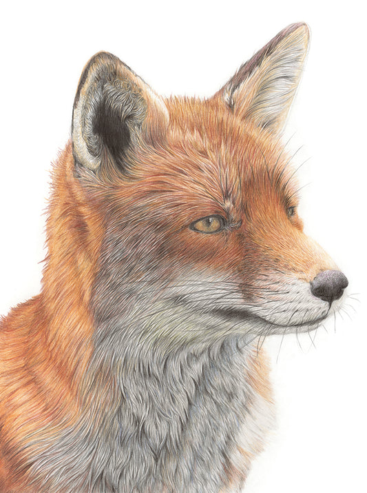 (Wildlife) 'Reflection' (Fox)