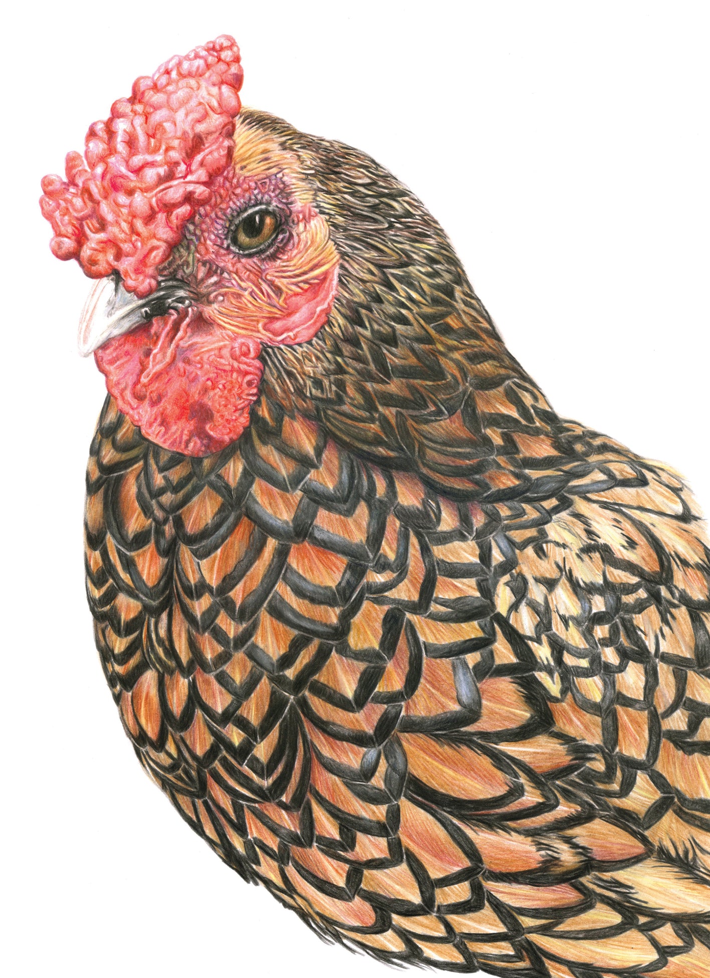 (Farm Animals) 'Sidney Sebright' (Chicken)