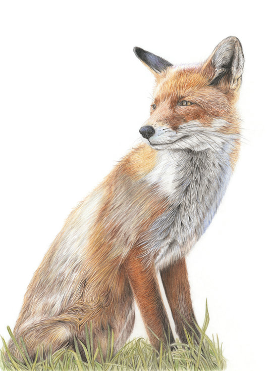 (Wildlife) 'Transfixed' (Fox)