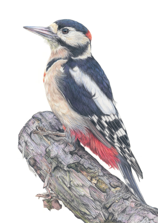 'Watchful' (Great Spotted Woodpecker) Original Drawing