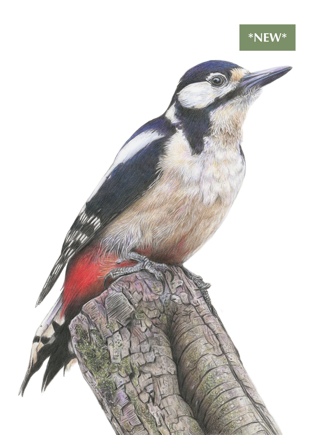 (Wildlife) 'Wistful' (Woodpecker) * NEW *