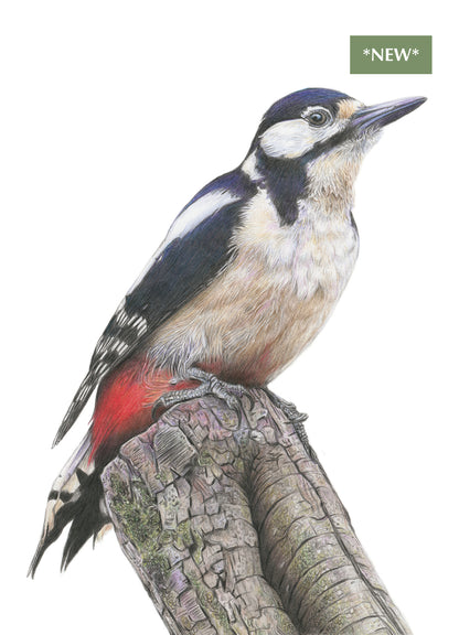 (Wildlife) 'Wistful' (Woodpecker) * NEW *