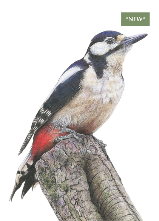 (Wildlife) 'Wistful' (Woodpecker) * NEW *