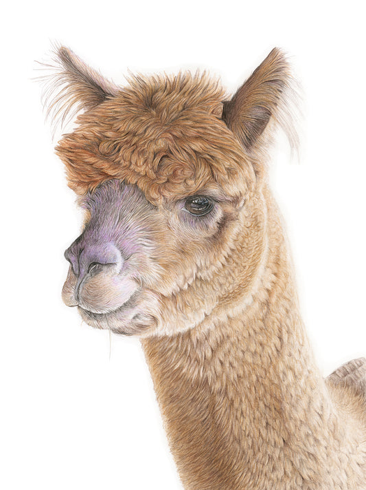 (Farm Animals) Alpaca