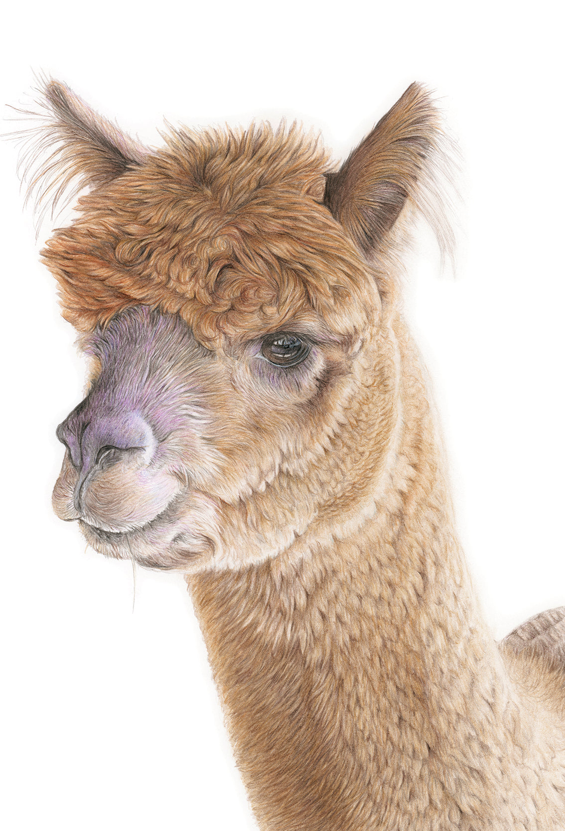 (Farm Animals) Alpaca Original Drawing