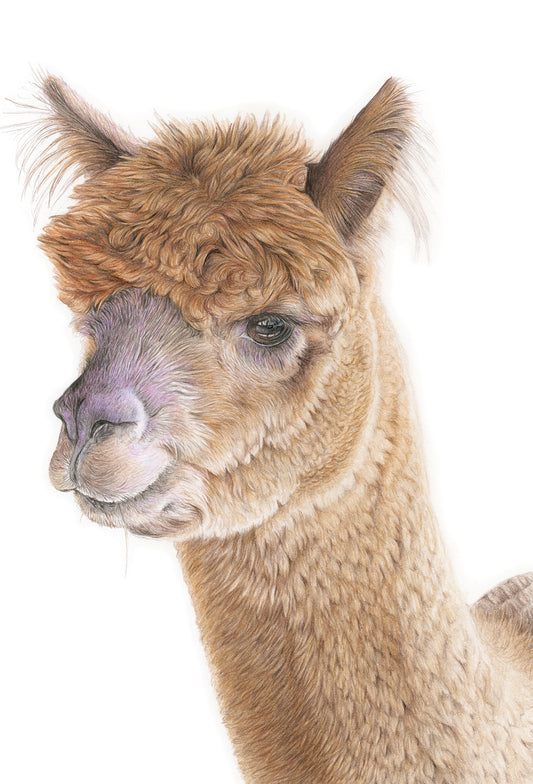 (Farm Animals) Alpaca Original Drawing