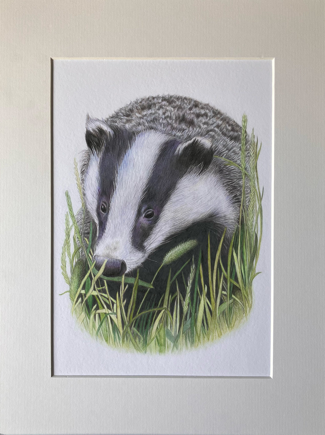 (Wildlife) *NEW* Badger