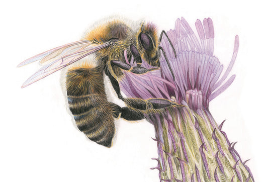 'Busy Bee' Original Drawing