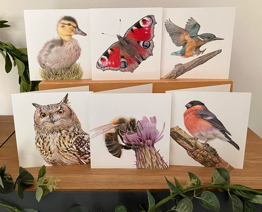 6 x Premium Wildlife Cards (Birds & Insects)