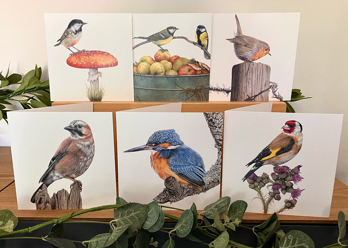 * NEW * 6 x Premium Wildlife Cards (Birds)