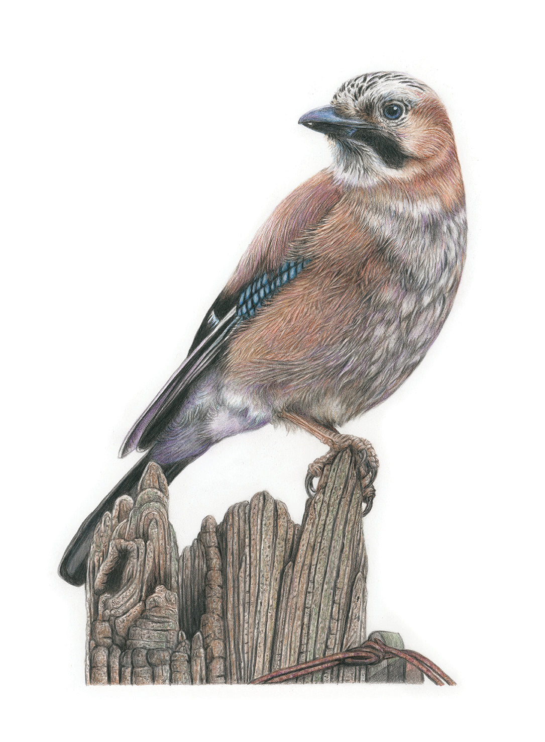(Birds & Insects) *NEW* Blue Jay