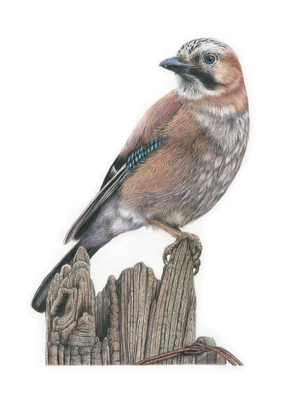 (Birds & Insects) *NEW* Blue Jay