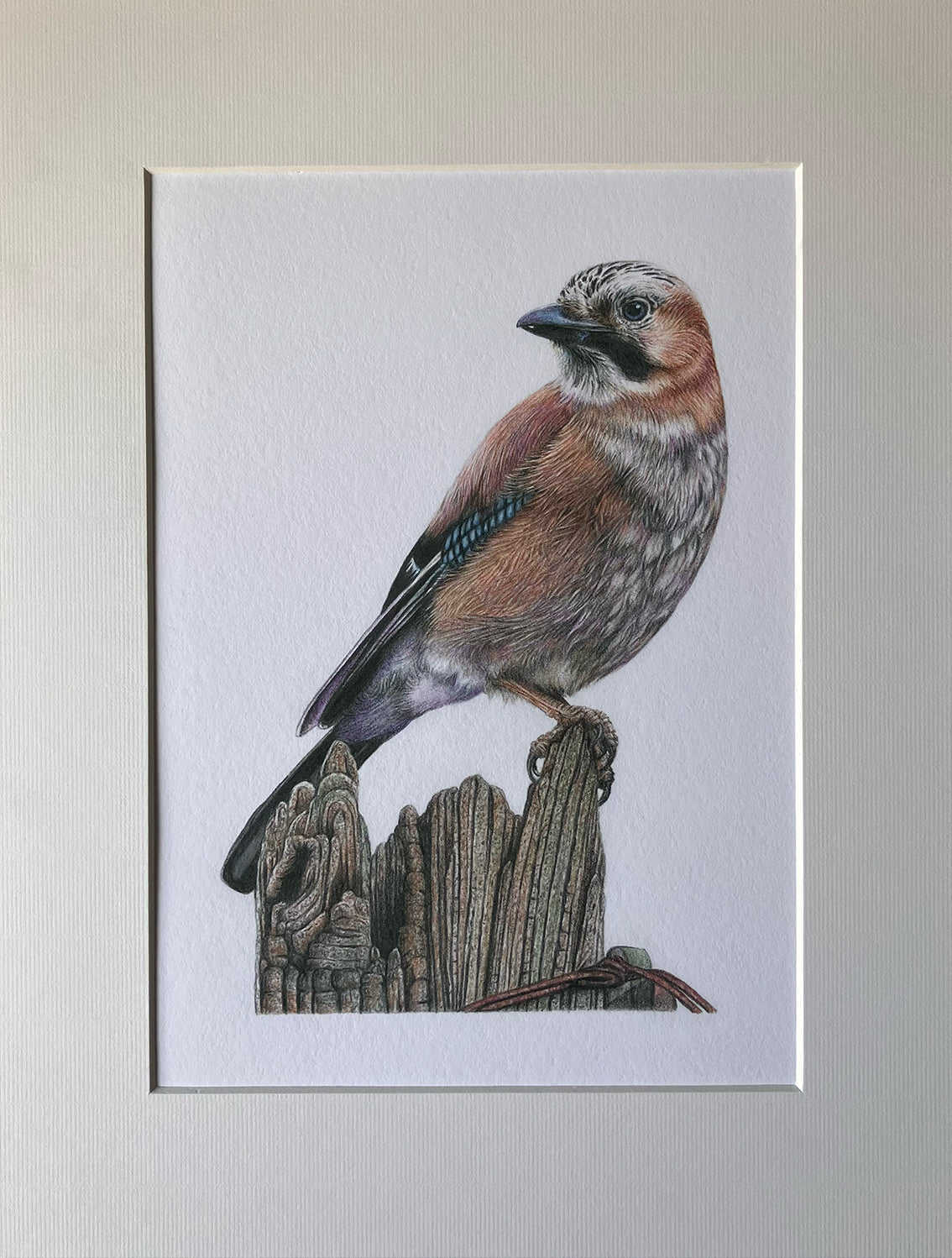 (Birds & Insects) *NEW* Blue Jay