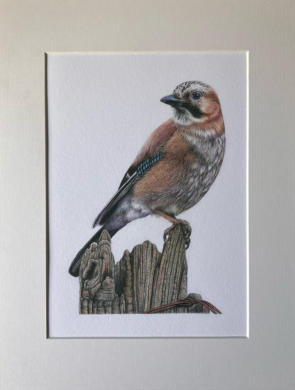 (Birds & Insects) *NEW* Blue Jay