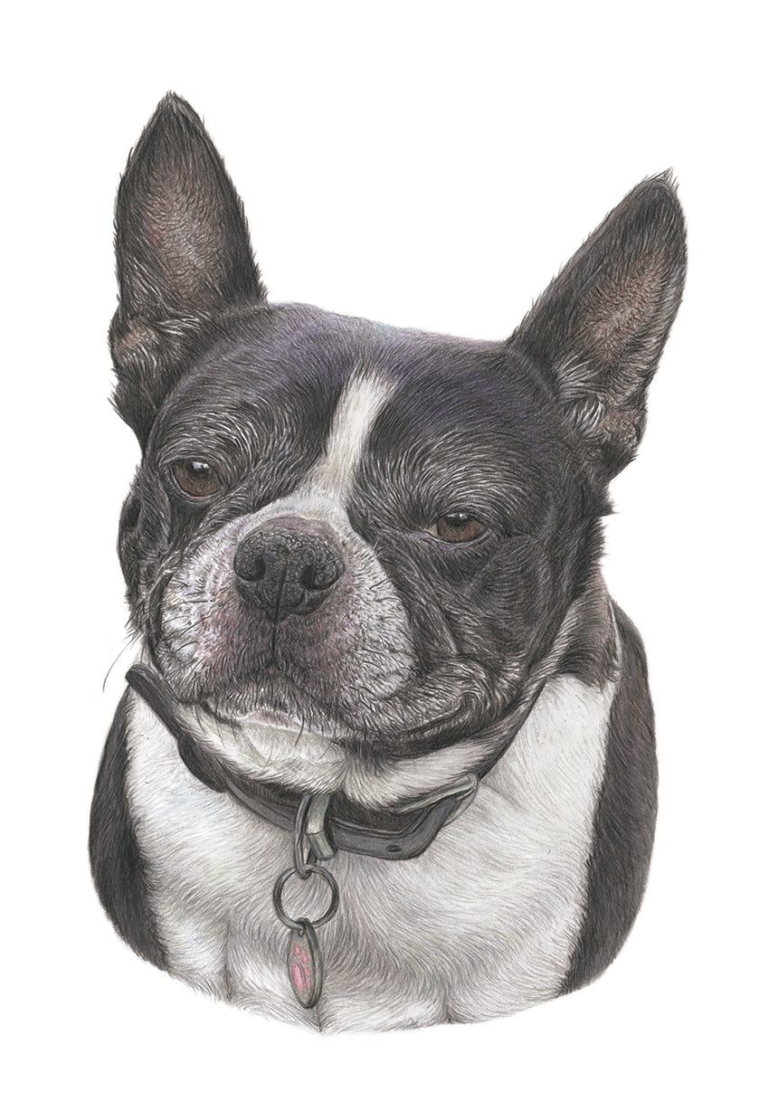 (Dogs) 'Boston Terrier' Fine Art Giclee Print