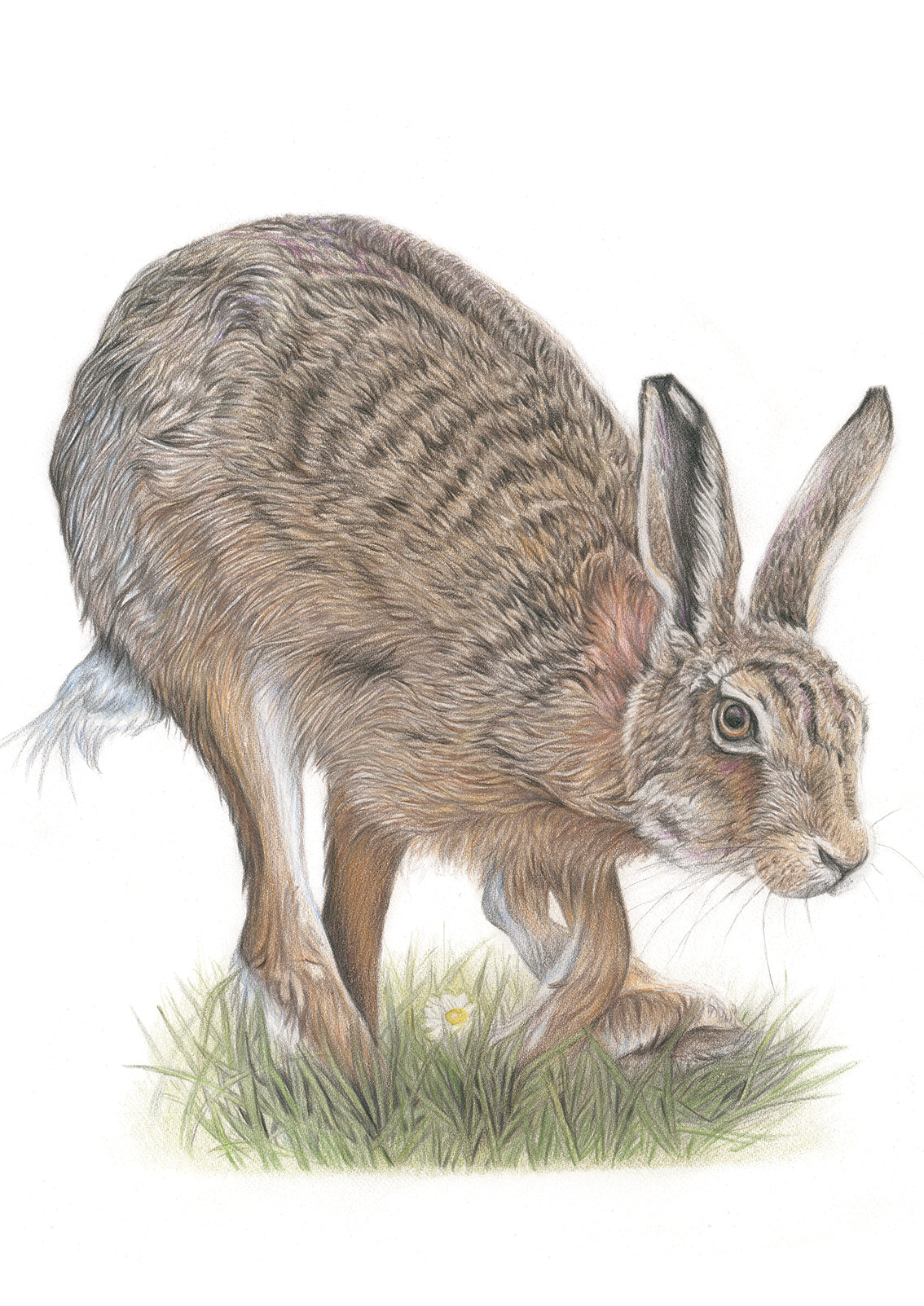 (Wildlife) Hare 'Bounding' - Original Drawing