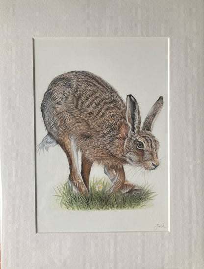 (Wildlife) Hare 'Bounding' - Original Drawing