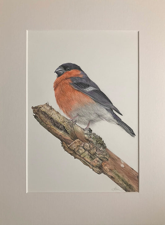 Original Bullfinch drawing REDUCED TO CLEAR