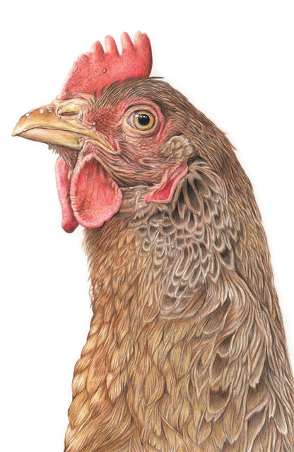 (Farm Animals) Chicken Original Drawing