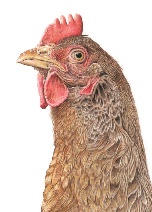 (Farm Animals) Chicken