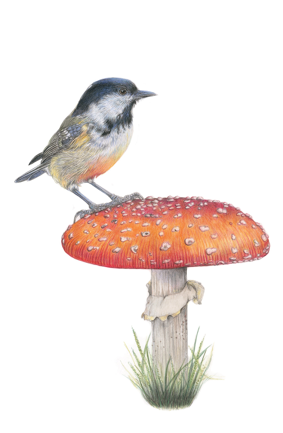 (Birds & Insects) 'Contented' Coal Tit Original Drawing