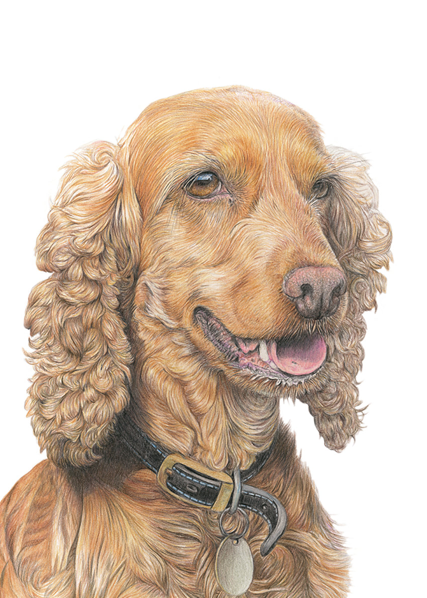 (Dogs) 'Cocker Spaniel' Fine Art Giclée Print