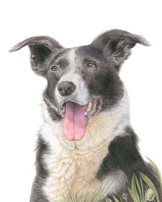(Dogs) Border Collie - Fine Art Giclee Print