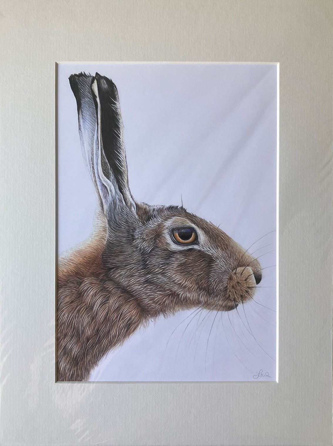 (Wildlife) Original 'Focused' Hare Drawing