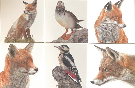 6 x Premium Wildlife Card (Birds and Foxes)
