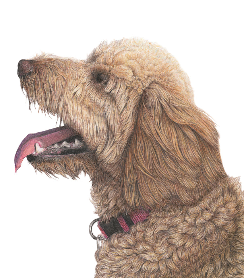(Dogs) 'Goldendoodle' Fine Art Giclée Print