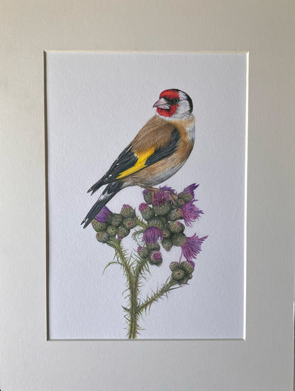 (Birds & Insects) *NEW* Goldfinch