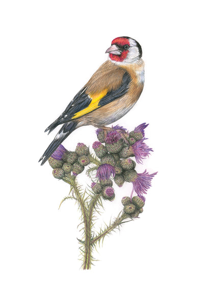 (Birds & Insects) *NEW* Goldfinch