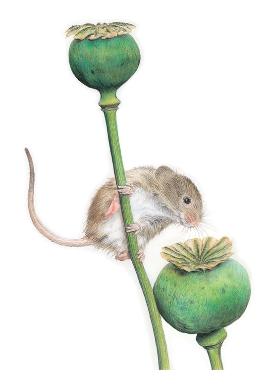 (Farm Animals) Harvest Mouse