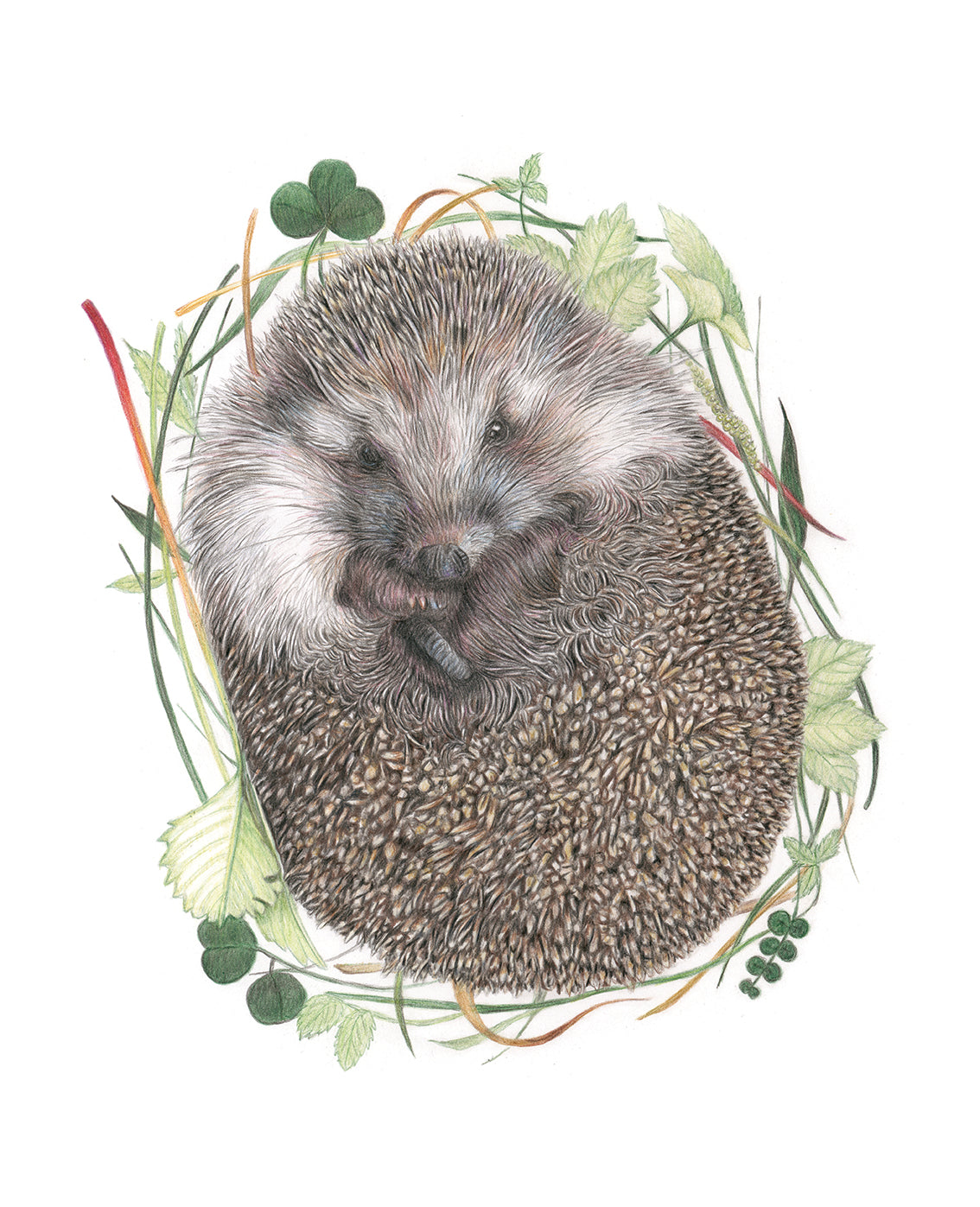 (Wildlife) *NEW* Hedgehog