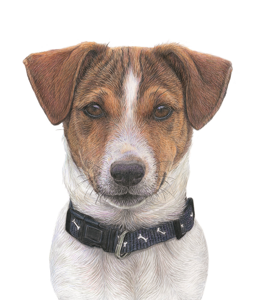 (Dogs) 'Jack Russell' Fine Art Giclée Print