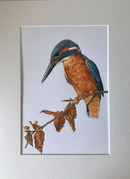 (Birds & Insects) 'Deliberation' (Kingfisher)