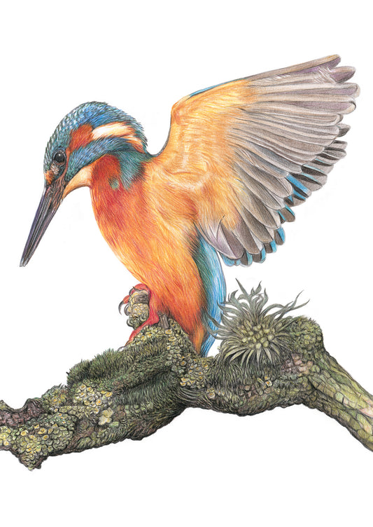 (Wildlife) 'Splendour' (Kingfisher) * NEW * - Fine Art Giclee Print