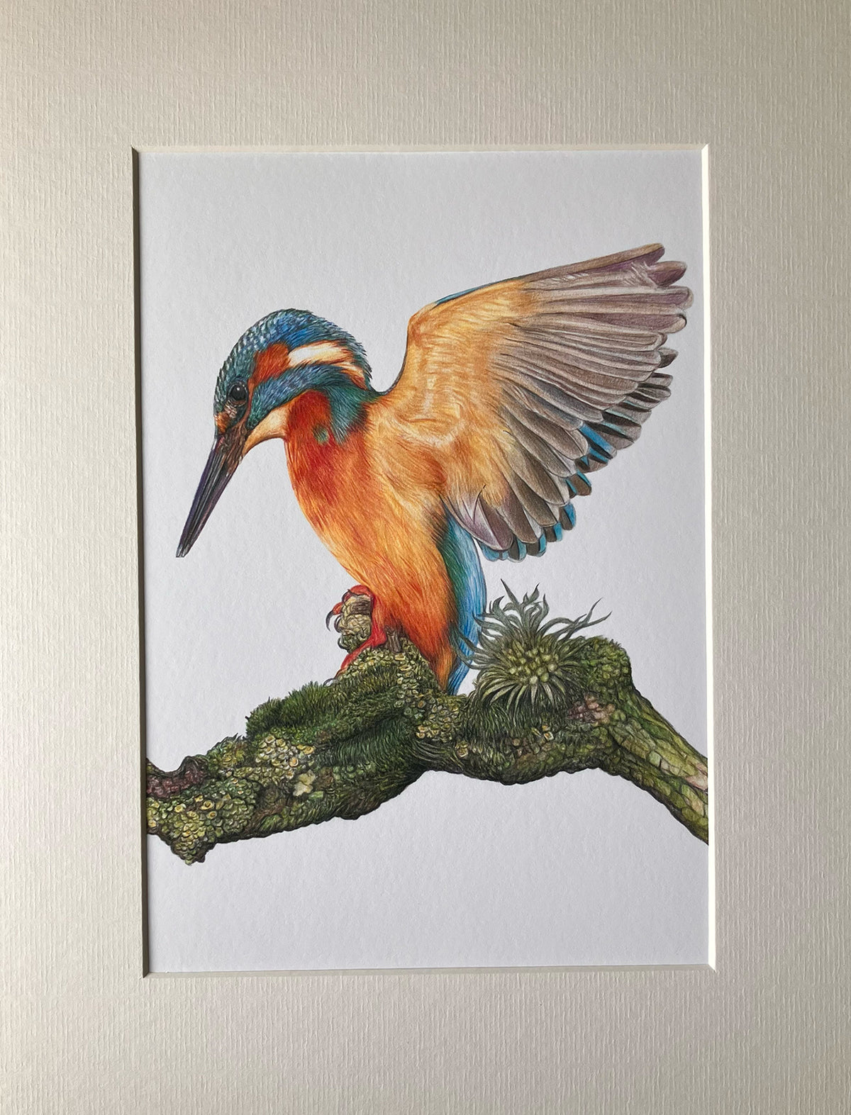 (Wildlife) 'Splendour' (Kingfisher) * NEW * - Fine Art Giclee Print