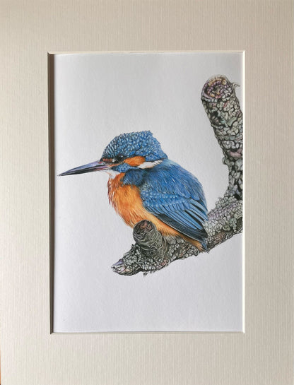 (Wildlife) 'Scouting' (Kingfisher) * NEW *