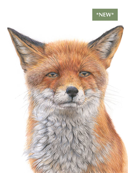 (Wildlife) 'Mesmerised' (Fox) * NEW *