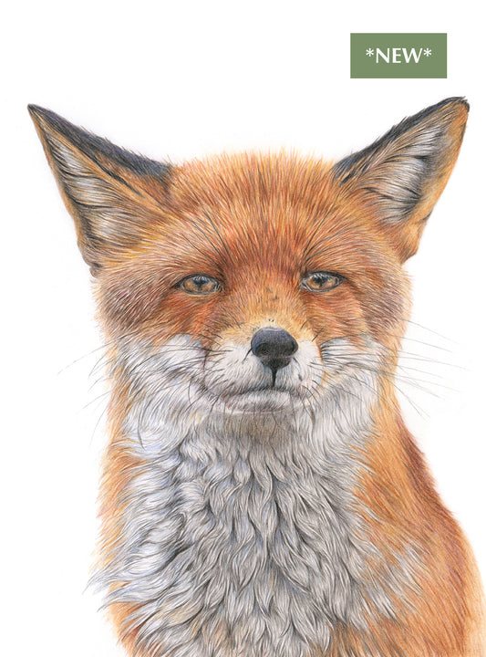 (Wildlife) 'Mesmerised' (Fox) * NEW *