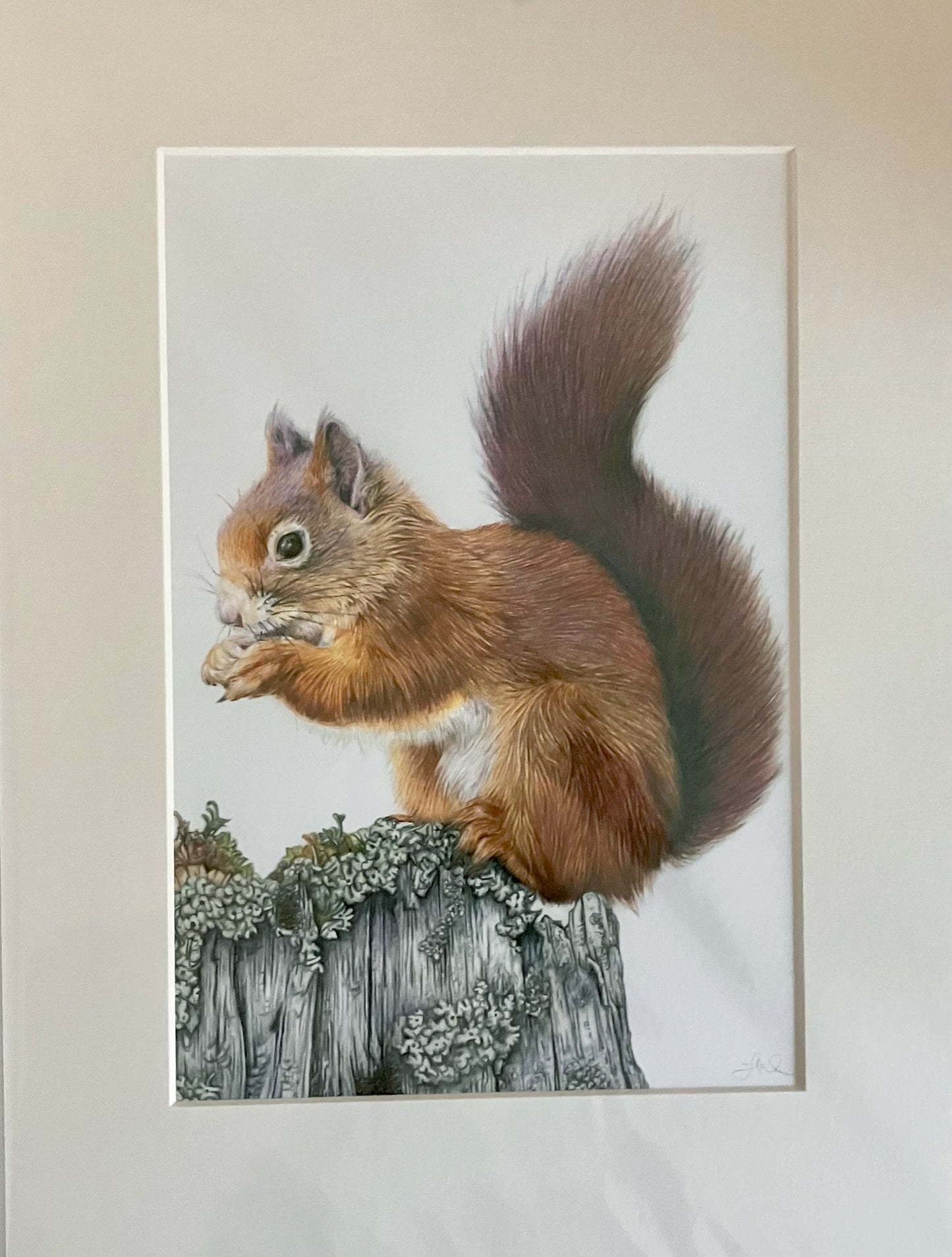 (Wildlife) 'Foraging' (Red Squirrel)