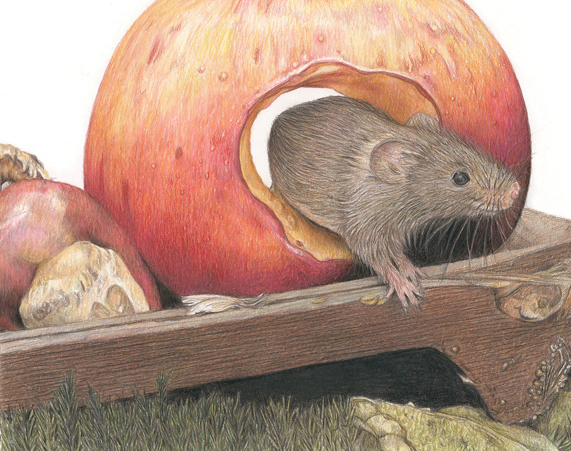 (Wildlife) Mouse 'Hide & Seek' Original Drawing