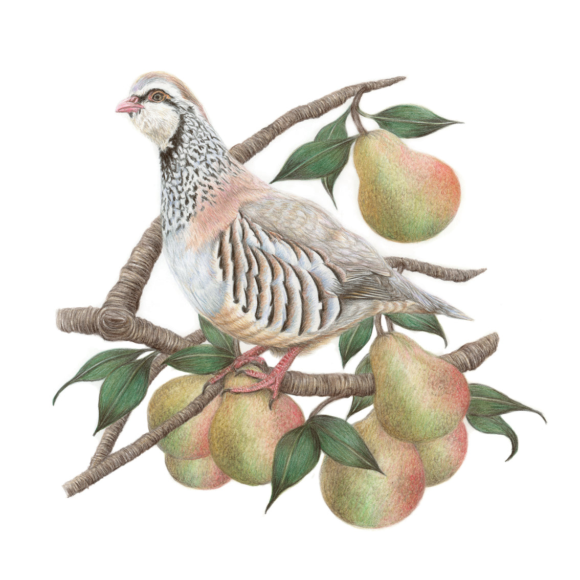 Pear Bird (Birds & Insects) 'Partridge' (in a Pear Tree) – Lisa Wellwood Artist
