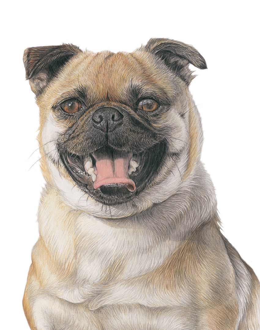 (Dogs) 'Pug' Fine Art Giclée Print
