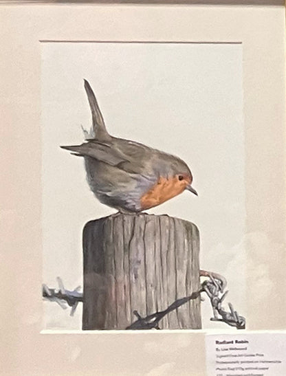 (Wildlife) 'Radiant Robin' (Robin) * NEW *